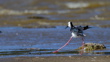 A Pied Stilt Or White Headed Stilt Himantopus Leucocephalus Is Moving In The Strong Wind At Tomahawk Lagoon Adobestock 572269368