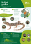 ORC Schist Gecko A4 2024 (1)