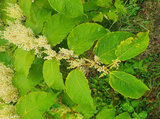Japanese Knotweed 4
