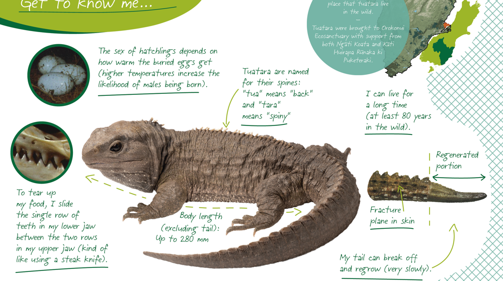 Tuatara Fact Sheet