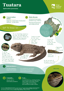 Tuatara Fact Sheet