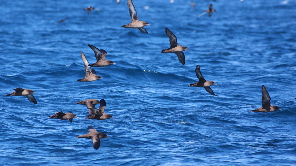 Sooty Shearwater Flock Ardenna Grisea Flying Over The South Pacific Ocean With Blurred Blue Sky And Sea Background, Off The Taiaroa Head, Otago Peninsula Adobestock 573602130