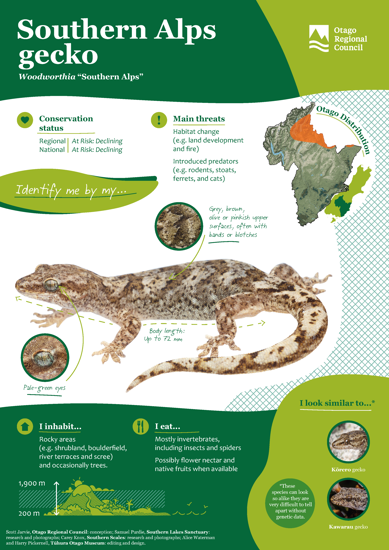 ORC Southern Alps Gecko A4 2024 (1)