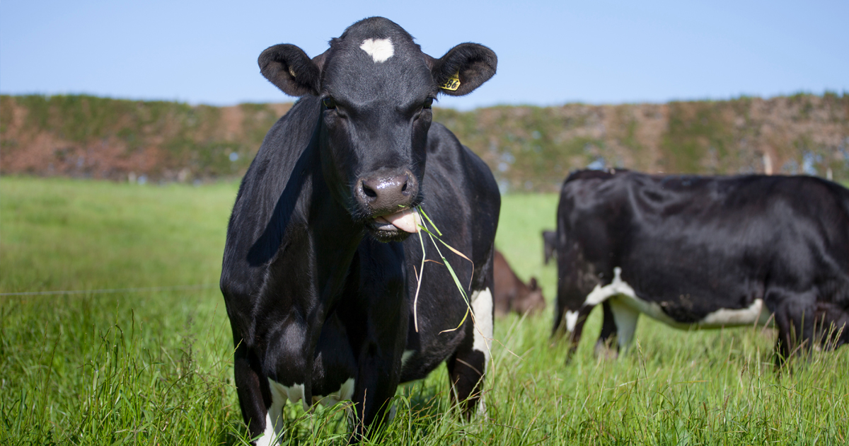 Dairyeffluentcow3 1200