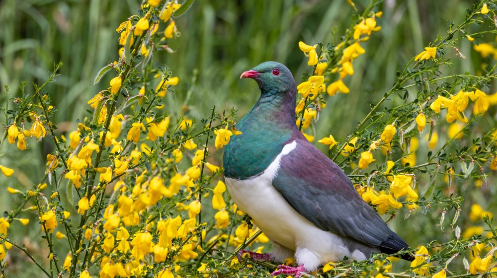 Kererū (Hemiphaga Novaeseelandiae) Eating The Yellow Flowers Of A Broom (Cytisus Scoparius) Adobestock 827335935