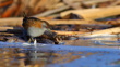 A Marsh Crake Or Baillons Crake Porzana Pusilla New Zealand Endemic Subspecies P P Affinis Is Walking Foraging In The Reeds Near Water At Tomahawk Lagoon Adobestock 572269550