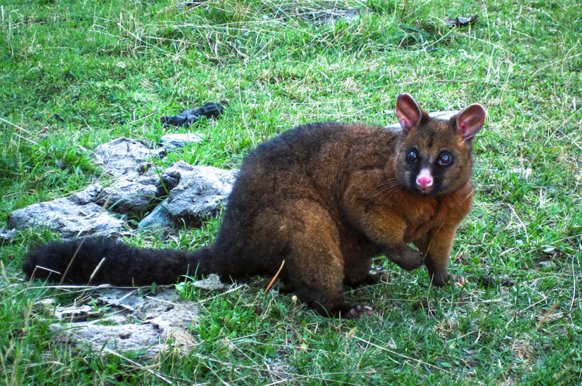 A Brushtail Possum (Trichosurus Sp.) In A Grassy Field In The Mt. Aspiring National Park, New Zealand Adobestock 258276340