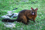 A Brushtail Possum (Trichosurus Sp.) In A Grassy Field In The Mt. Aspiring National Park, New Zealand Adobestock 258276340