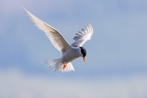 Black Fronted Tern Chlidonias Albostriatus Tarapirohe Adobestock 478596297