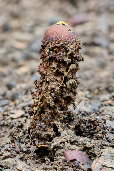 Calostoma Fuscum Stalked Puffball Fungus Barrington Tops National Park, NSW, Australia Adobestock 364878648