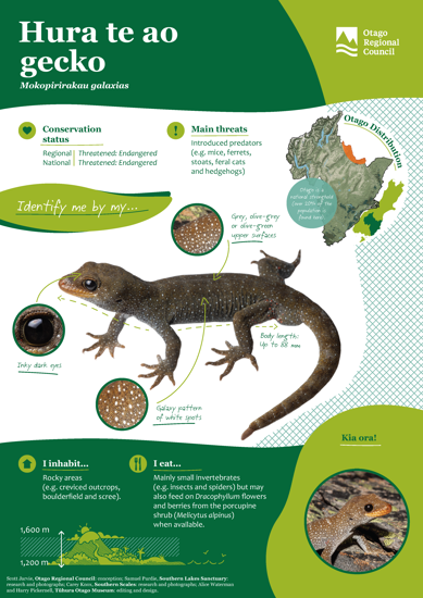 ORC Hura Te Ao Gecko A4 2024 (1)