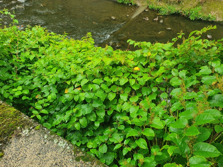 Japanese Knotweed 1