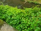 Japanese Knotweed 1