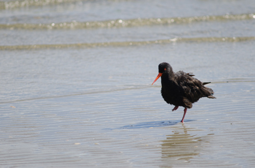 Variable oystercatcher Haematopus unicolor. Otago Peninsula.