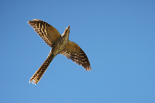 Eudynamys Taitensis Long Tailed Cuckoo Bird Adobestock 329454520