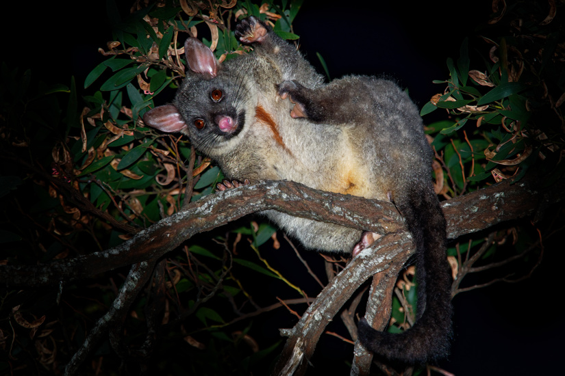 Common Brush Tailed Possum Adobestock 211925825