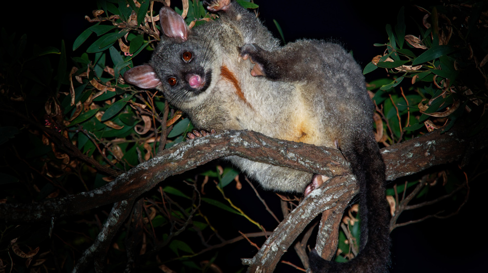 Common Brush Tailed Possum Adobestock 211925825
