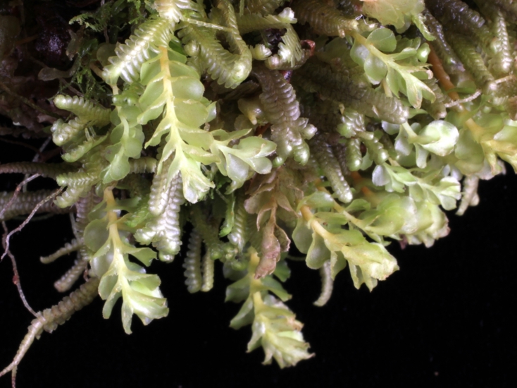 Wettsteinia Schustereana 12758 02