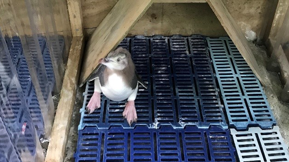 Penguin Rescue Penguin In Housing Eco Fund 2024