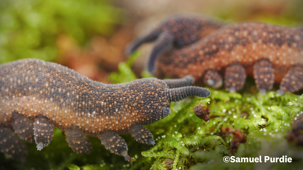 P. Otepoti 4 Samuel Purdie Velvet Worms Website Use Only