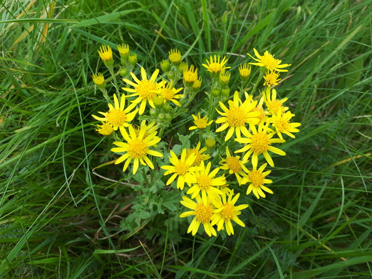 Ragwort Small Bush With Yellow Flower Photo Kirk Robertson