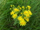 Ragwort Small Bush With Yellow Flower Photo Kirk Robertson