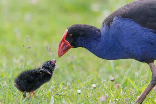 Pūkeko Porphyrio Melanotus Melanotus Adobestock 284735550