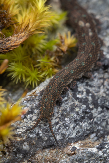 O. Viridimaculatus 2 Sam Purdie Velvet Worms Website Use Only