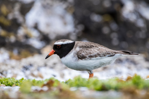 Endangered Shore Plover Bird (Thinornis Novaeseelandiae) Adobestock 231767281