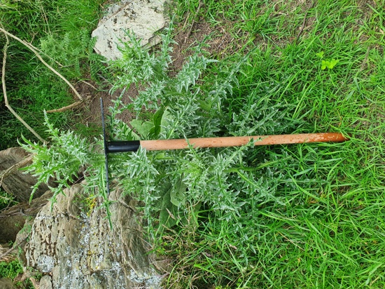 Nodding Thistle Glossy Green Leaves With Pale Midribs And Sharp Spines,