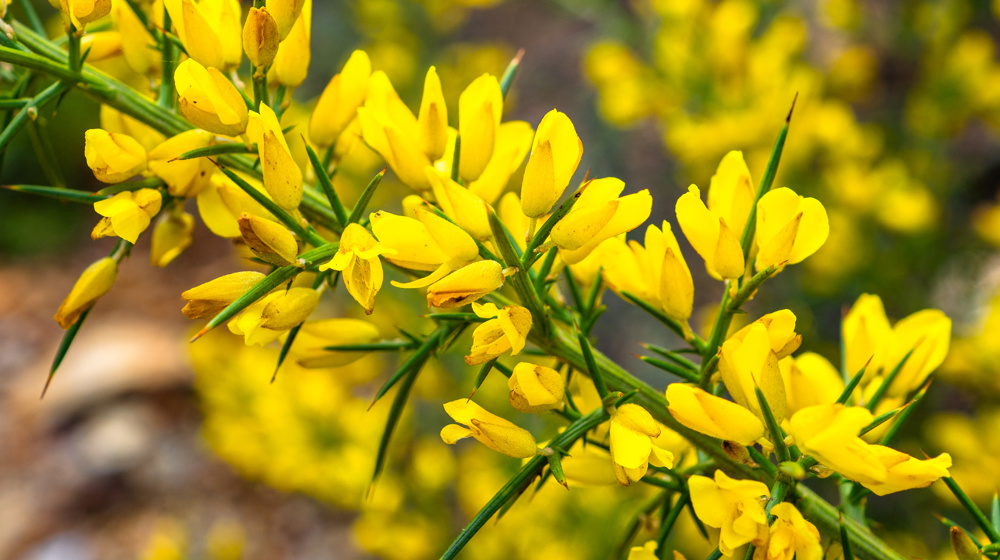 Gorse Flowers (Ulex Europaeus) Adobestock 407073516
