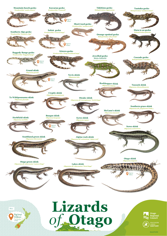 Poster of proportional images and names of lizards found in Otago, with markers indicating which are regionally endemic