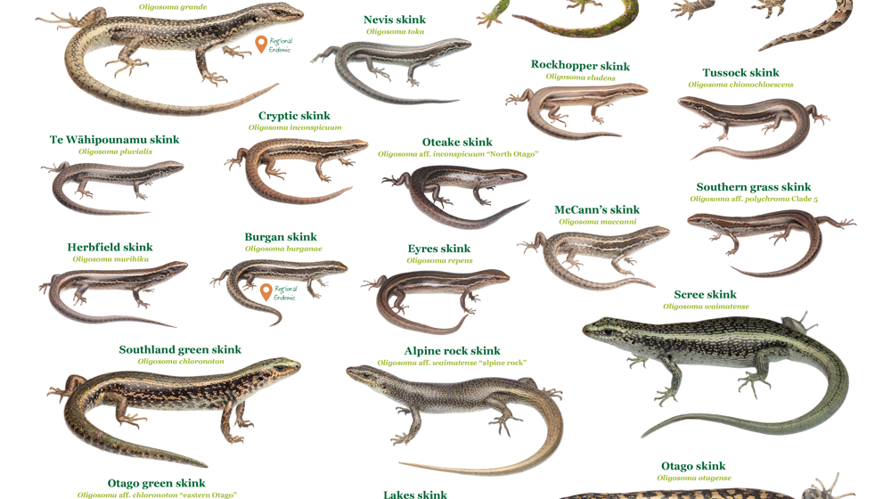 Otago Lizards White Background image