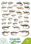Otago Lizards White Background image