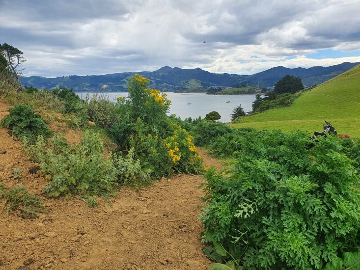 Ragwort Large Bush And Flowers Photo Kirk Robertson