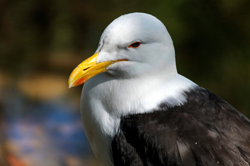 Southern Black Backed Gull Karoro Larus Dominicanus Dominicanus Adobestock 571077031