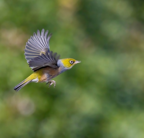 Silvereye Or Tauhou (Zosterops Lateralis) Dunedin Adobestock 639821450
