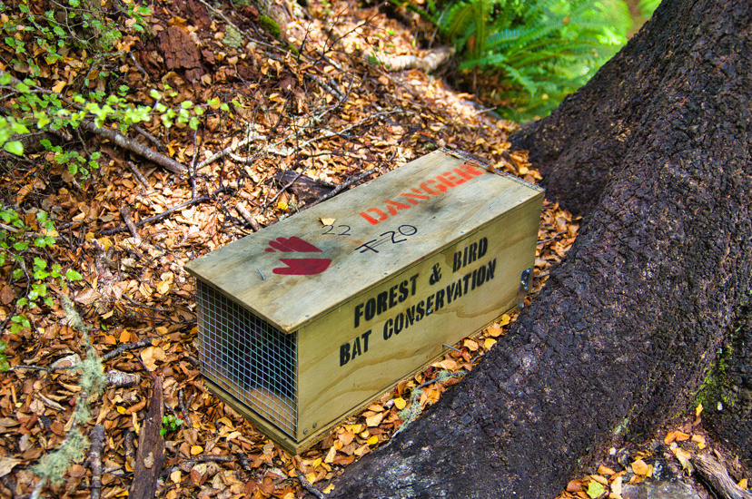 Trap For Stoats And Brushtail Possums In A New Zealand Forest Adobestock 708682648