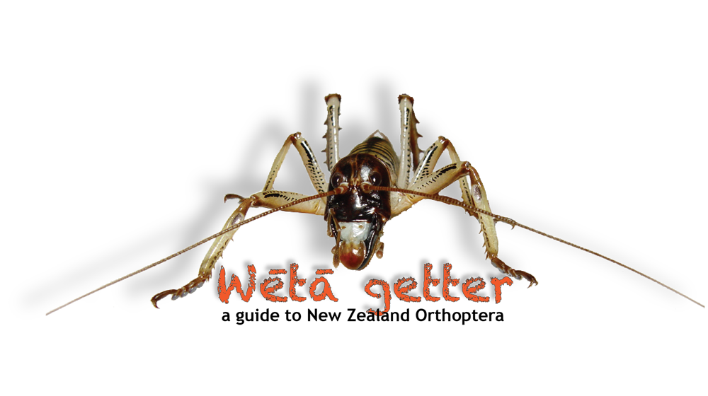 Wētā Getter Logo2020 1920X1080px