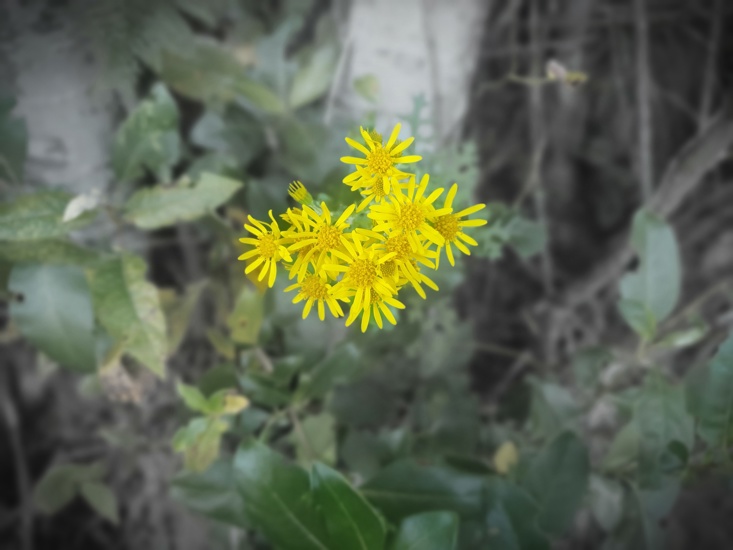 Ragwort Yellow Flower Photo Kirk Robertson (2)