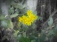 Ragwort Yellow Flower Photo Kirk Robertson (2)