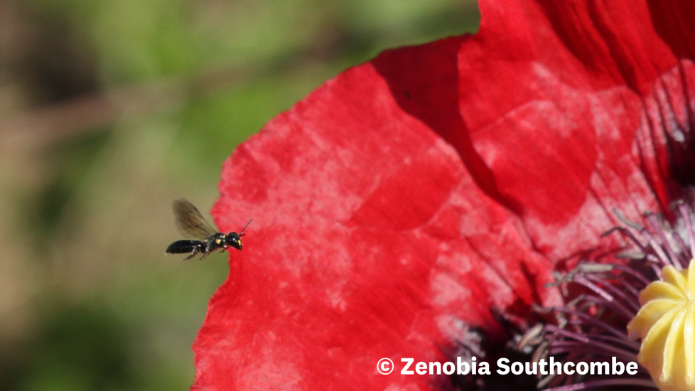 Agile Masked Bee (Hylaeus Agilis) Photo (C) Zenobia Southcombe