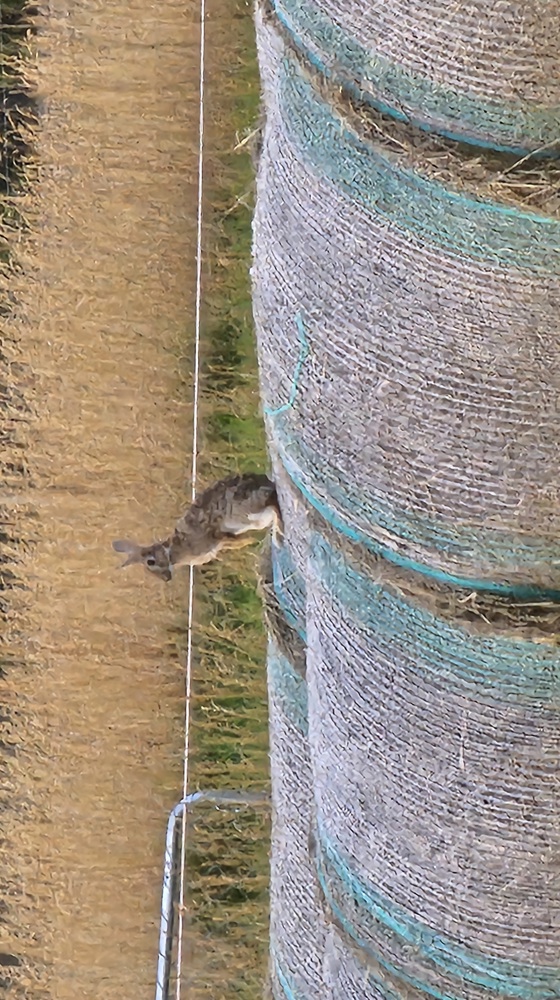 Rabbit On Hay Bail Gibston