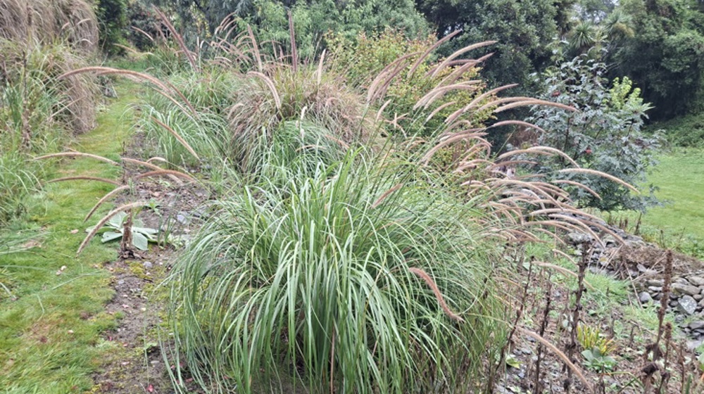 African Feather Grass 12 Photo Orc