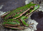 Southern Tree Frog, Ranoidea Raniformis, Regionally Introduced And Naturalised. Photograph By Samuel Purdie