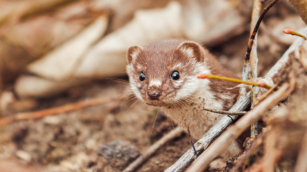 Weasel Web Tile Adobe 1920X1080