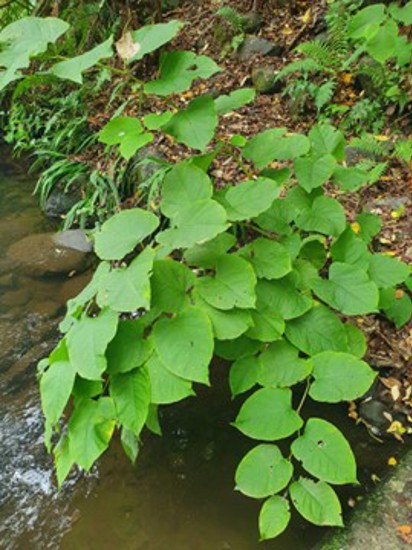 Knotweed Leaves