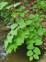 Knotweed Leaves