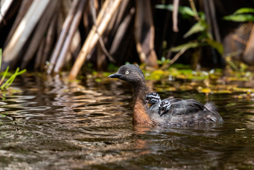 Dabchick New Zealand Grebe Bird Adobestock 317365218
