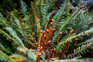 Native Crown Fern (Lomaria Discolor) Sprouting Next To Blue Pools Track, Mount Aspiring Adobestock 759343799